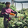 Кущоріз акумуляторний Stihl HSA 140 R (HA020113506) - без акумулятора і зарядного пристрою Кущоріз акумуляторний Stihl HSA 140 R (HA020113506) - без акумулятора і зарядного пристрою