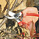 Cекатор Felco + точилка (Felco2+906) Cекатор Felco + точилка (Felco2+906)