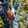 Бензопила Husqvarna 445S (9707019-15)
