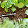 Заглушка для шлангів Gardena Micro-Drip-System 10 шт. (13215-20.000.00)