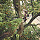 Акумуляторна ланцюгова пила Stihl MSA 220 T (MA012000063) - без акумулятора та зарядного пристрою