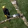 Высоторез аккумуляторный DeWalt XR FLEXVOLT (DCMPS635N) - без аккумулятора и зарядного устройства Высоторез аккумуляторный DeWalt XR FLEXVOLT (DCMPS635N) - без аккумулятора и зарядного устройства