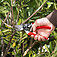 Cекатор Felco + кобура (Felco8+910) Cекатор Felco + кобура (Felco8+910)