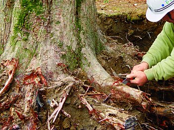 Ножівка по дереву садова Silky Gomtaro 240-8 Root (153-24)