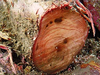 Ножовка по дереву садовая Silky Gomtaro 240-8 Root (153-24)