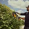 Кусторез аккумуляторный DeWalt (DCMHT562N) - без аккумулятора и зарядного устройства