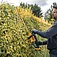 Кусторез аккумуляторный DeWalt (DCMHT562P1)