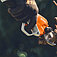 Секатор акумуляторний Stihl ASA 130 (VA070116201) - без акумулятора і зарядного пристрою Секатор акумуляторний Stihl ASA 130 (VA070116201) - без акумулятора і зарядного пристрою