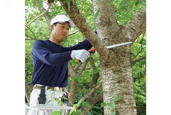 Ножовка по дереву садовая Silky Tsurugi 300-8 (450-30)