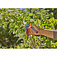 Секатор Gardena PremiumCut fresh wood (12241-20.000.00)